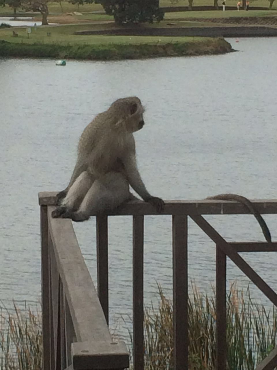 Cheeky Monkey @ Hotel